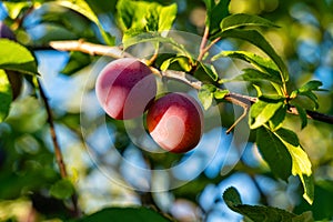 Growing ripe plums on a tree in a garden, blurred green and blue sky background