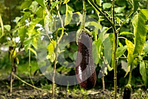 Growing the ripe purple eggplant in vegetable garden