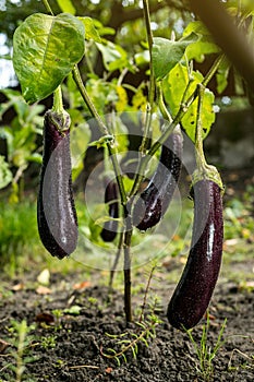 Growing the ripe purple eggplant in vegetable garden