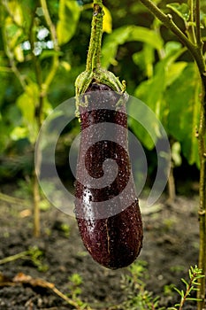 Growing the ripe purple eggplant in vegetable garden