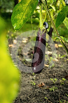Growing the ripe purple eggplant in vegetable garden