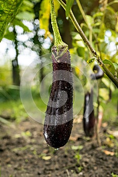 Growing the ripe purple eggplant in vegetable garden