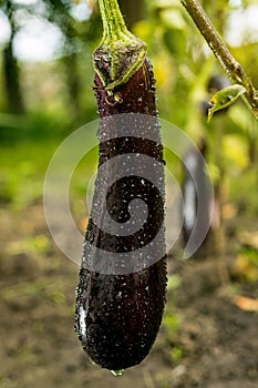 Growing the ripe purple eggplant in vegetable garden