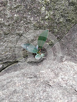 GROWING IN ROCK CRACKS