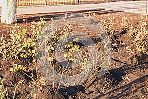 Growing roses. Hoeing rose bushes with earth for winter