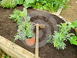 growing rue in the garden. planting rue in a raised wooden bed. potted rue plant with hoe for planting photo