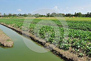 Growing salad lettuce on field