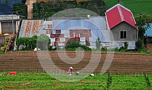 Growing salad lettuce on field