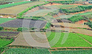 Growing salad lettuce on field