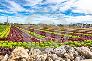 Growing salad lettuce on field in Puglia region