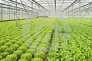 Growing salad plants in glasshouse
