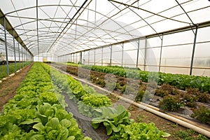 Growing salad plants in greenhouse photo