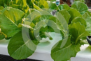 Growing salad vegetables hydroponically