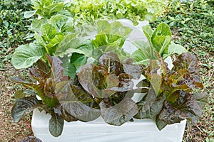 Growing salad vegetables hydroponically