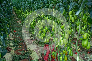 Growing of san marzano salad or sauce tomatoes in greenhouses in Lazio, Italy