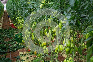 Growing of san marzano salad or sauce tomatoes in greenhouses in Lazio, Italy