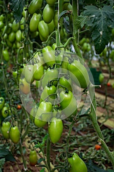 Growing of san marzano salad or sauce tomatoes in greenhouses in Lazio, Italy