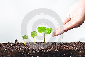 Growing Sapling coffee trees Hand Protect White background