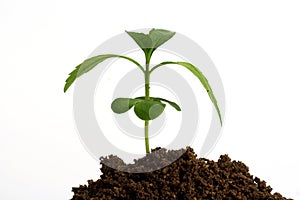 Growing sapling-New life