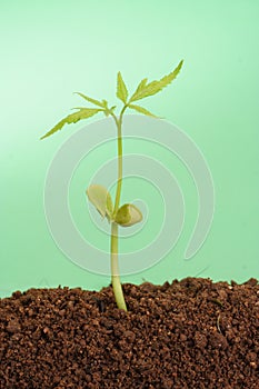 Growing sapling-New life photo