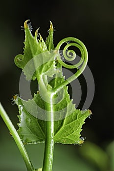 Growing saplings that look healthy and grow after the rain