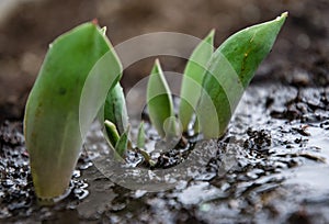 Growing season April showers