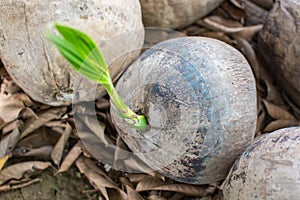 Growing seed palm tree coconut