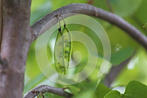 Growing Seed Pods