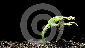 Growing seed time lapse black background