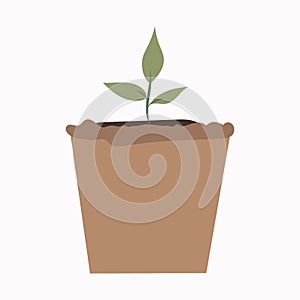 growing seed of a tree with green leaves in a pot. Young shoots rising from well-fertilized soil. Stages of growth