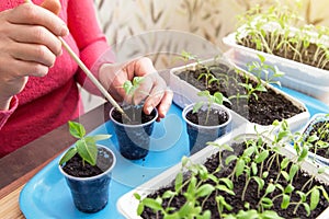 Growing, seeding, transplant seedling, houseplant, vegetables at home. Female hands with young little plant in pot