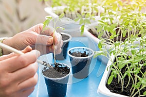 Growing, seeding, transplant seedling, houseplant, vegetables at home. Hands with young little plant