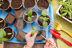 Growing, seeding, transplant seedling, vegetables at home. Female hands seeding young little plant in pot