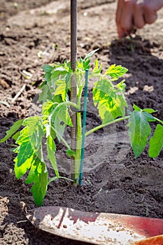 growing seedling tomato plant in fresh earth, seeding and gardening new young baby plant life, farmer vegetables and planting