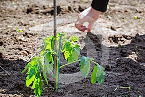 growing seedling tomato plant in fresh earth, seeding and gardening new young baby plant life, farmer vegetables and planting