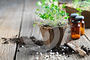 Growing seedlings of garden plants for planting, sprouts of arugula on foreground and homeopathic remedies for plant.