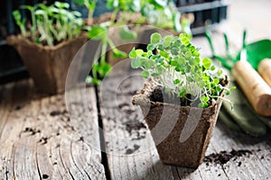 Growing seedlings of garden plants, shovel, rake and gloves. Sprouts of arugula on foreground
