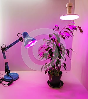 Growing seedlings at home and pink LED phyto-lighting lamps for plants. A special continuation of daylight.Growing vegetables