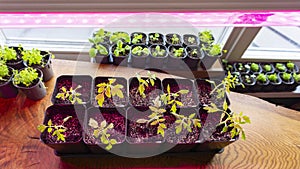 Growing seedlings indoors under a full spectrum led growing light. Seedlings of tomatoes under the ultraviolet light of grow