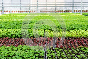 Growing of seedlings of ornamental plants in nursery in modern greenhouse