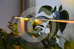 Growing seedlings parsley  pepper on windowsill artificial lighting LED strip