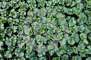 Growing seedlings in peat pots. Plants in a greenhouse, gardening and growing decorative plants, top view