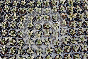 Growing seedlings in peat pots. Plants in a greenhouse, gardening and growing decorative plants, top view