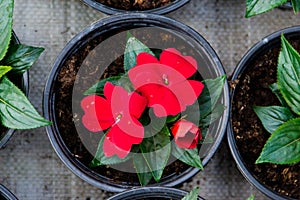 Growing seedlings in peat pots. Plants in a greenhouse, gardening and growing decorative plants, top view