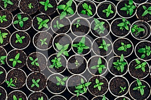 Growing seedlings in peat pots. Plants seeding in sunlight in modern botany greenhouse, top view