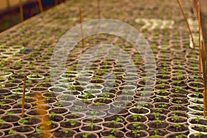 Growing seedlings in peat pots. Plants in sunlight in modern botany greenhouse