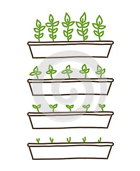 Rostoucí sazenice průběh. rostlina snímá podnos. sazenice zemědělství. rozvoj fáze animace postup. zrání 