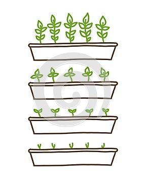 Growing seedlings stages. Plant shoots tray. Seedlings agriculture. Development stage animation progression. Ripening