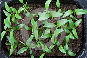 Growing seedlings of sweet pepper in cassettes with organic soil