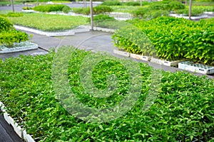 Growing seedlings of vegetables at plant nursery